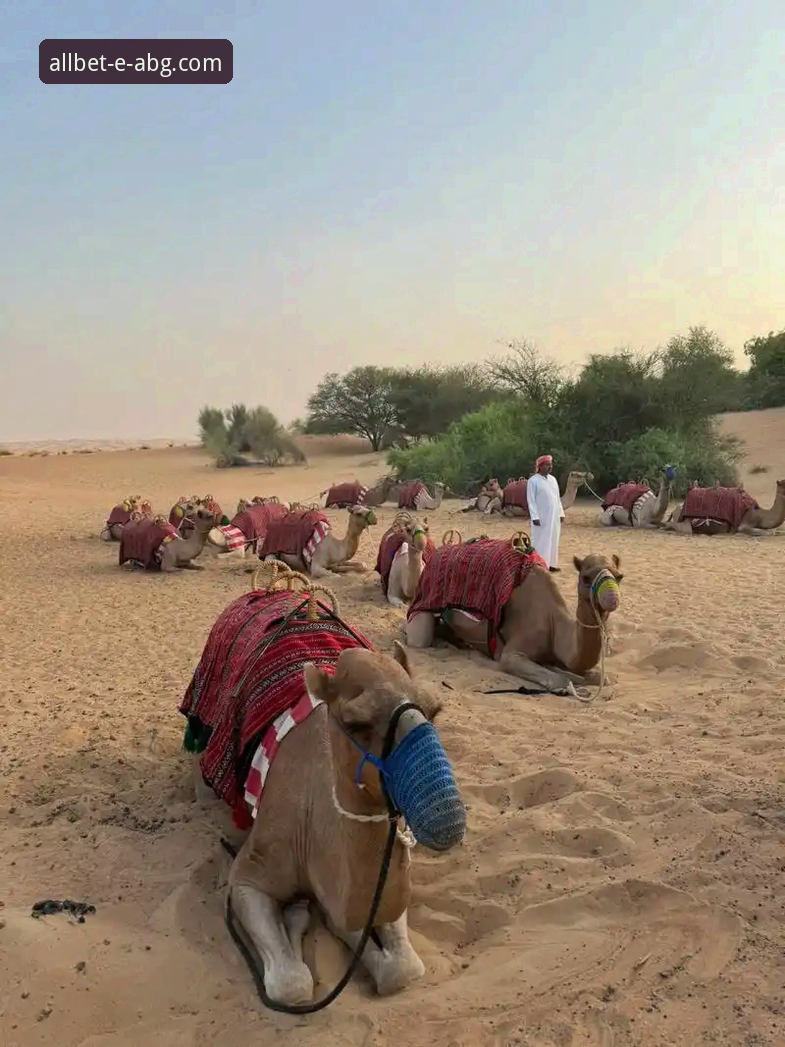 从沙漠天堂到迪拜滞留：在欧博ABG官网手机版追踪网球大师赛的实用指南